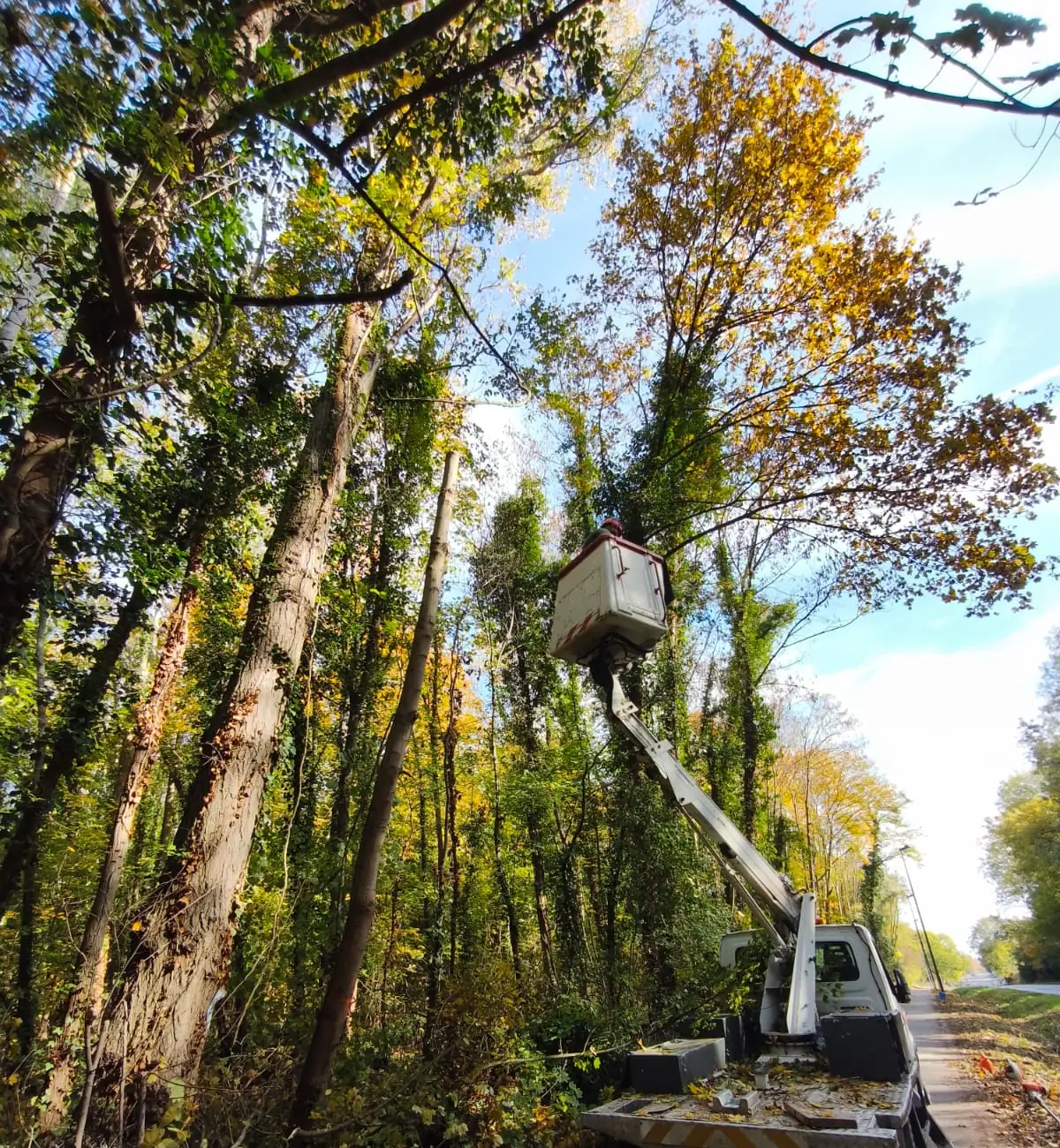 Le camion-nacelle déployé au pied de grands arbres, le long d'une route.