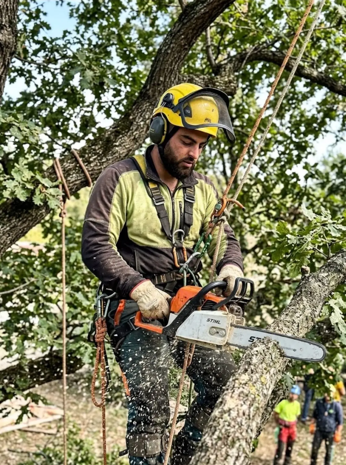 Un élagueur casqué et encordé dans un arbre coupe une branche à la tronçonneuse.