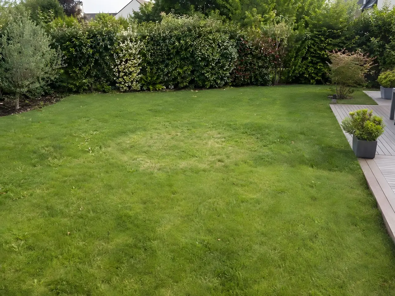 Pelouse continue devant une haie, un rond d'herbe plus claire à l'emplacement de l'arbre, terrasse en bois à droite
