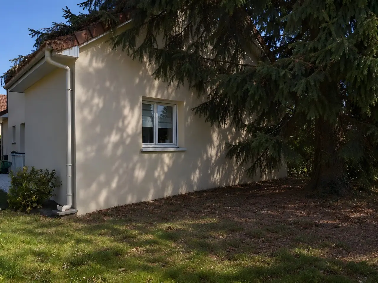 Grand épicéa sombre dressé contre le pignon crépi beige d'un pavillon, ses branches couvrent le toit de tuiles