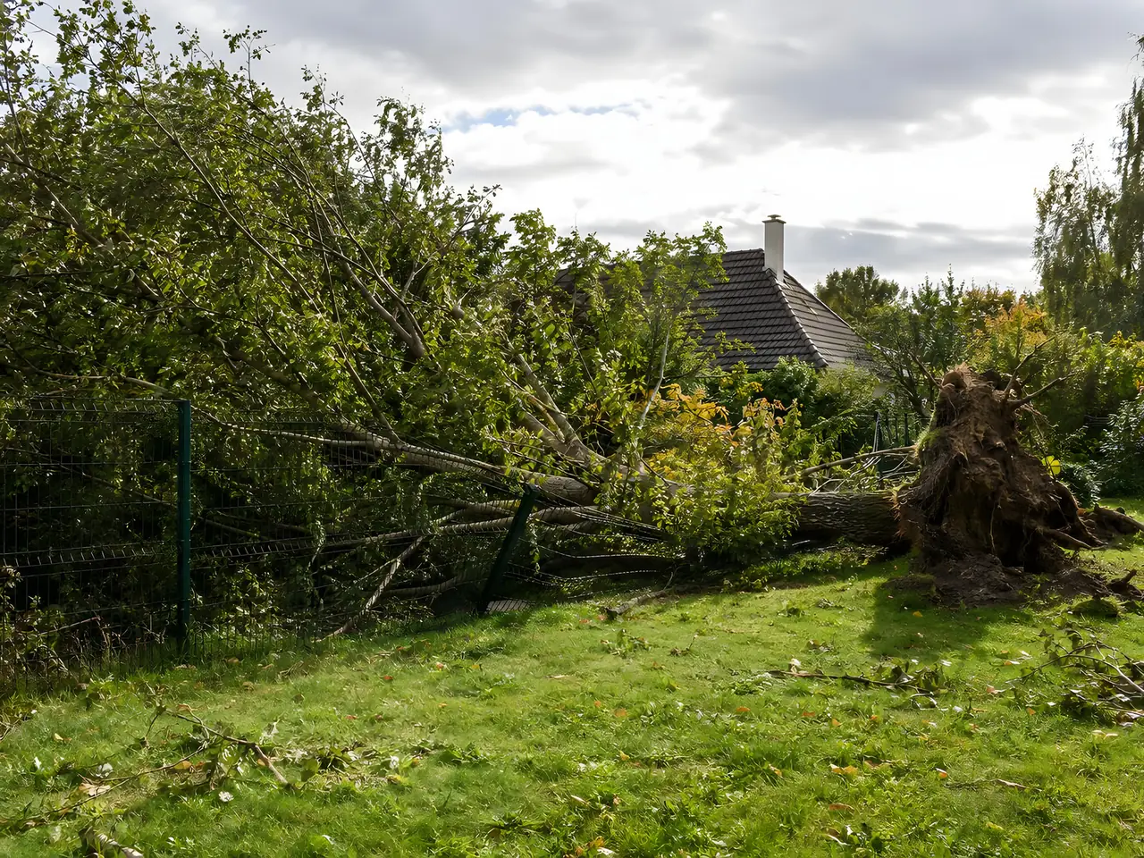 Arbre déraciné par le vent, couché en travers d'un grillage rigide vert, motte de racines arrachée sur la pelouse