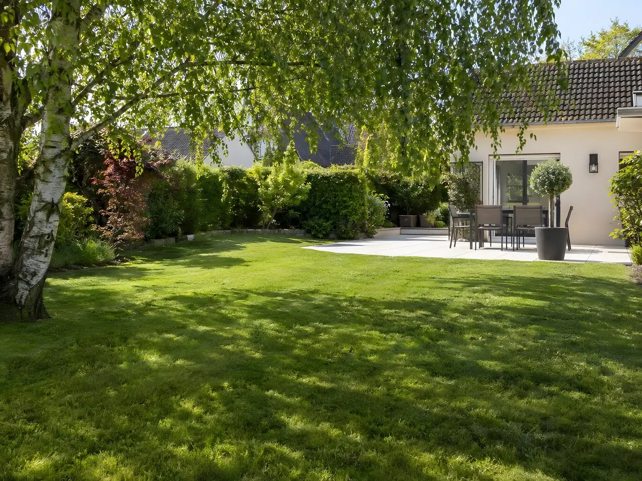 Pelouse dense d'un vert franc fraîchement tondue sous un bouleau, terrasse dallée meublée devant la maison au fond