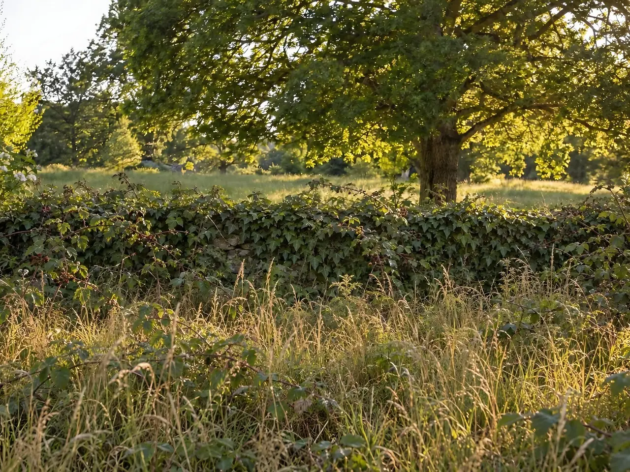 Muret de fond de jardin disparu sous le lierre et les ronces, herbes hautes jaunies devant, grand chêne derrière
