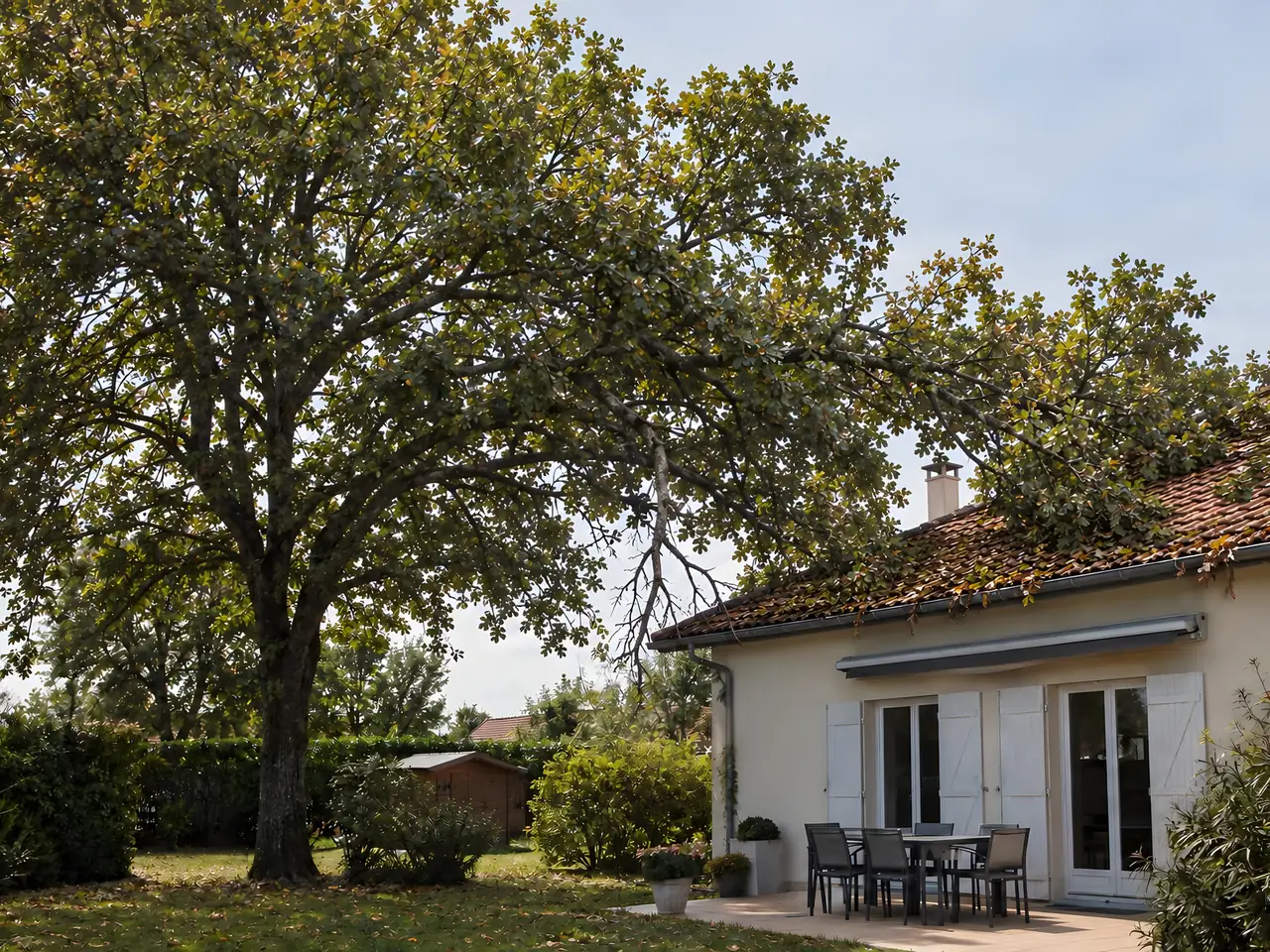 Grand arbre au houppier épais près d'une maison, une branche morte pendante et des branches posées sur le toit de tuiles