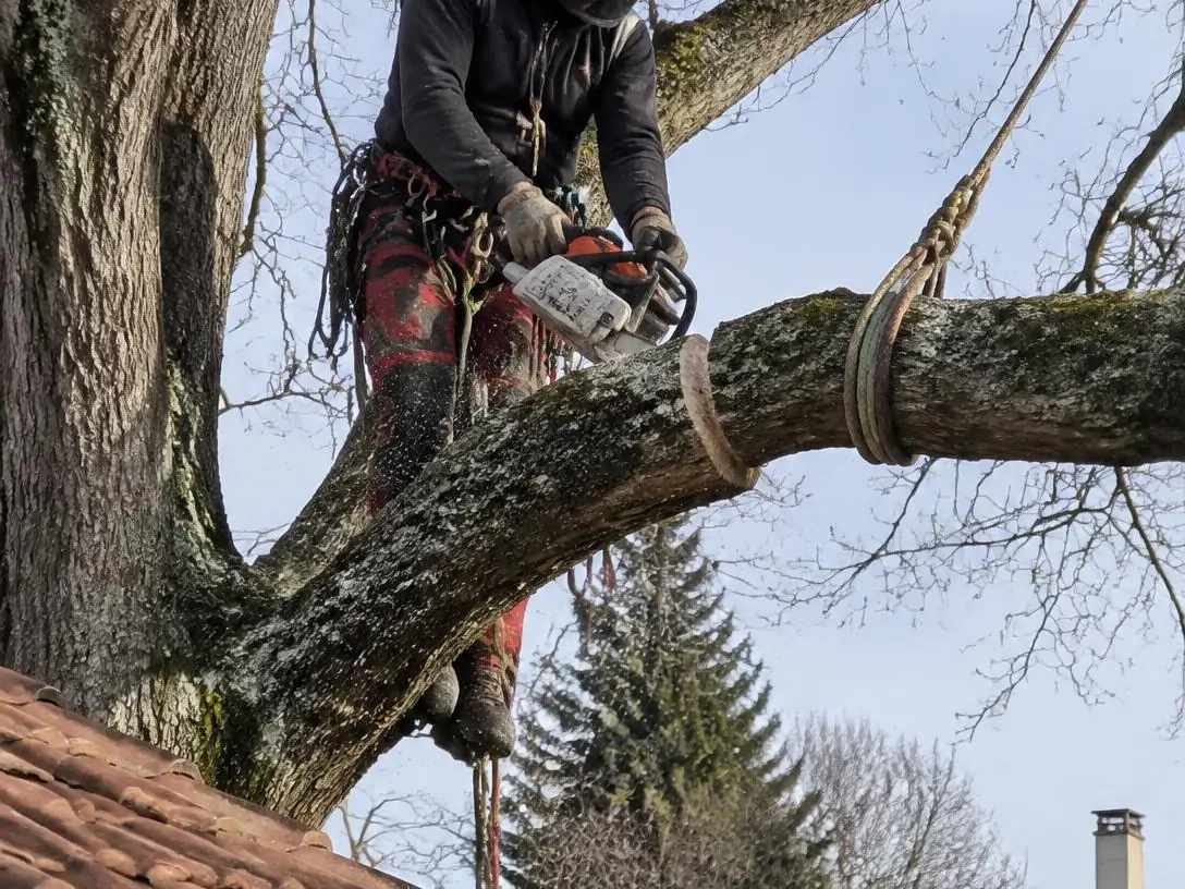 Élagueur casqué, encordé dans l'arbre, coupant une branche au-dessus d'un toit de tuiles et de sa gouttière