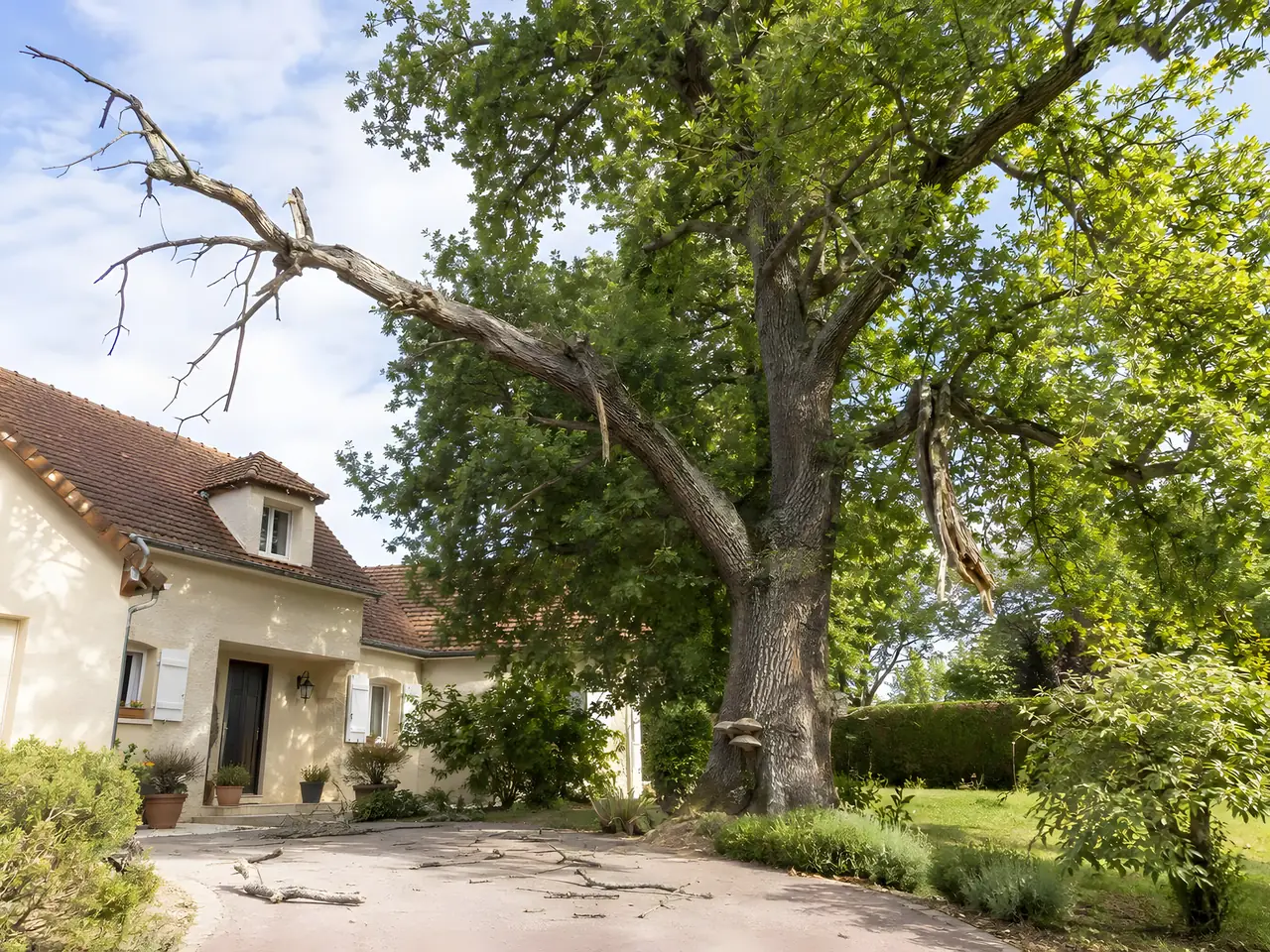Grand chêne près d'une maison, une longue branche morte et une branche cassée qui pend au-dessus de l'allée